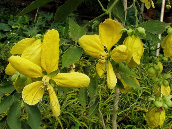 Large-Flowered Cassia